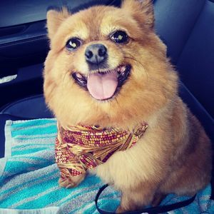 Meet your Posher, Elizabethe